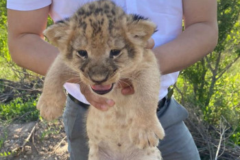 Фотография к новости: Арыстан күшіктерін заңсыз сатпақ болған 3 адам ұсталды