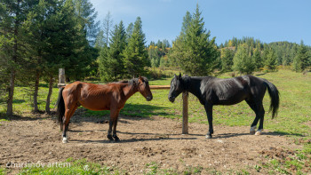 Фотография к новости: Қазақстанда жылқы басы 3,8 миллионға жетті