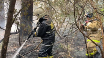 Фотография к новости: Семейдегі орман өртінен келген шығынды арнайы комиссиясы есептейді