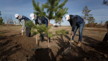 Фотография к новости: Шығыста орманға ағаш егу үш есеге артады