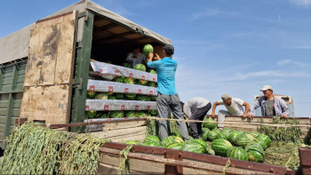 Фотография к новости: Түркістандық қарбыз Ресейге экспортталып жатыр