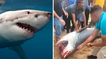 Фотография к новости: Египетте жігітті жеп қойған акула музейге қойылады