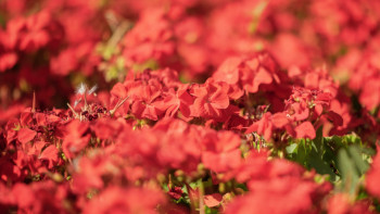 Фотография к новости: Қай өсімдік аллергияға жиі себепкер болады?