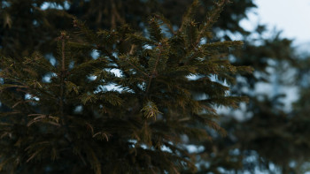 Фотография к новости: Орман қорын ұлғайту. 2025 жылға дейінгі кешенді жоспар жүзеге асырылып жатыр