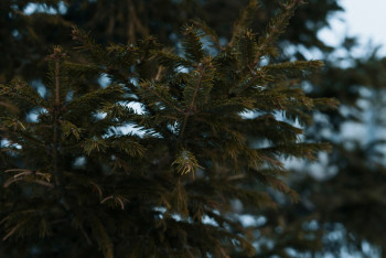 Орман қорын ұлғайту. 2025 жылға дейінгі кешенді жоспар жүзеге асырылып жатыр