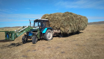Фотография к новости: Абай ауданында мал басы 4 % өсті