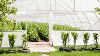 Фотография к новости: Енді жылыжайдың электр энергиясы және газ шығындары субсидияланады