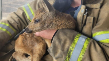 Фотография к новости: Құтқарушылар Талдыкөлдегі өрттен маралдың төлін құтқарды