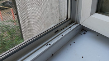 Фотография к новости: "Жергілікті билік ақша бөлмей отыр". Алматыда үйлерге ағаш қандаласы қаптады