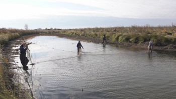 Фотография к новости: Уылдырық шашу кезеңінде заң бұзғандарға айыппұл салынды