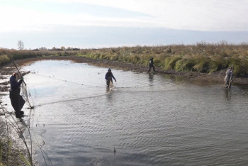 Уылдырық шашу кезеңінде заң бұзғандарға айыппұл салынды