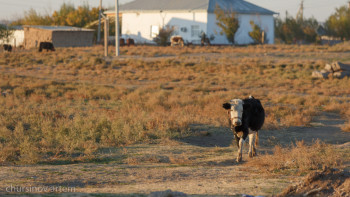 Фотография к новости: Еліміздің қай өңірлерінде қатты құрғақшылық болады?