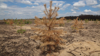 Фотография к новости: Әулиекөлде өртенген орманға отырғызылған көшеттер қурап жатыр