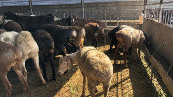 Фотография к новости: Құрбан айт: Алматыда мал бағасы қанша?