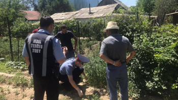 Фотография к новости: Талдықорғандық ауласында 80 түп марихуана өсірген