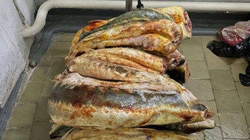 Фотография к новости: 100 келіге жуық бекірені заңсыз тасымалдаған күдікті ұсталды