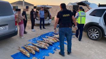 Фотография к новости: Маңғыстаулық полицейлер 94 келі бекіре тәркіледі