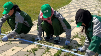 Фотография к новости: «Жасыл ел». Жаңа маусымда 525 ақтөбелік жас жұмыс істеп жүр