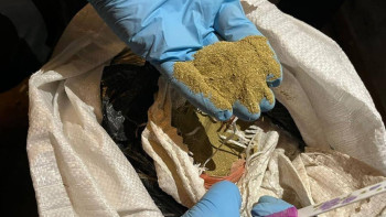 Фотография к новости: Полицейлер Петропавлдағы жертөледен бір центнерден астам марихуана тәркіледі