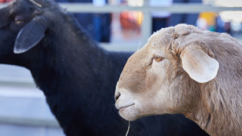 Фотография к новости: Ақтөбеде қой жүнін өңдейтін зауыт салынып жатыр