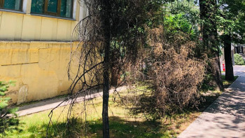 Фотография к новости: Алматыда 84 мыңнан астам апатты жағдайдағы ағаш бар