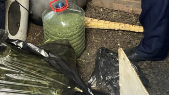 Фотография к новости: Қарағанды облысының полицейлері есірткі өсірген тұрғынды анықтады