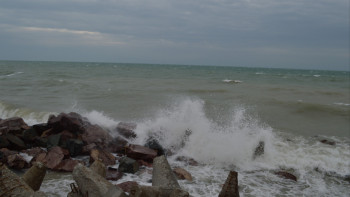 Фотография к новости: Министрлік Каспий теңізіндегі итбалық өліміне қатысты түсініктеме берді