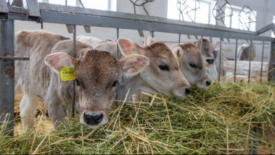 Жетісу облысында 18 ветеринариялық пункттер ашу жоспарлаған