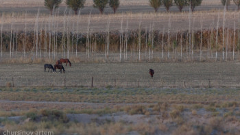 Фотография к новости: Оңтүстік аймақта су тапшылығы қатты сезіліп отыр - министр