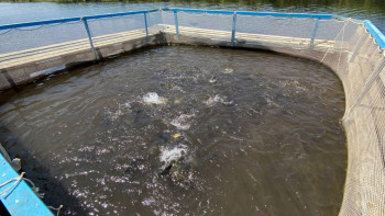 Фотография к новости: Түркістан облысы балық өндіруден көш бастап тұр