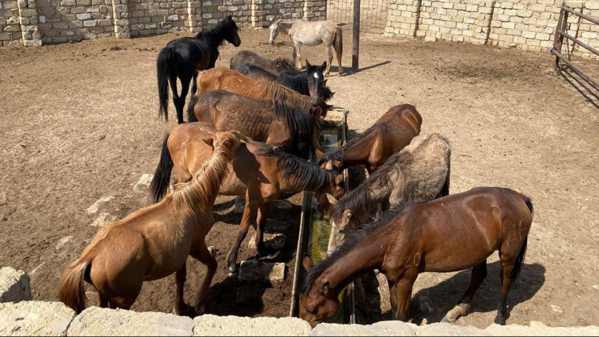  Маңғыстау облысы әкімдігі