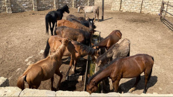 Фотография к новости: Маңғыстауда биыл 360 шаруашылық 776,7 миллион теңге субсидия алды