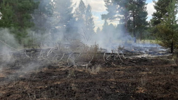 Фотография к новости: Өрт сөндірушілер Ертіс орманындағы тағы бір өртті сөндіруде