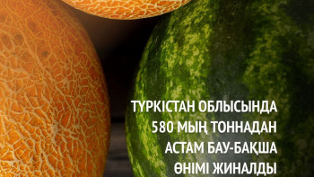 Фотография к новости: Түркістанда 405 мың тонна қауын жиналды