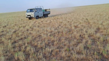 Фотография к новости: Қостанайда шегірткеге қарсы химиялық өңдеу жүргізілді