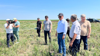 Фотография к новости: Өңірлердегі шегірткенің көбеюіне қатысты жағдай Үкімет  бақылауында