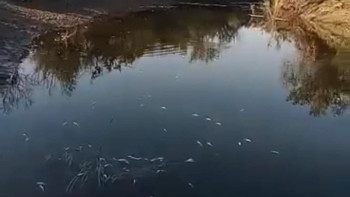 Фотография к новости: Атырау облысында балықтар қырылып, арнайы комиссия құрылды