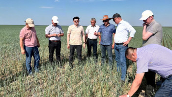 Фотография к новости: Шегіртке қаптаған Қостанайда зиянкестермен күреске 31 техника жұмылдырылды