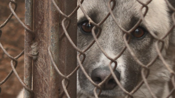 Фотография к новости: Павлодарда 300 бұралқы ит-мысыққа арналған орталық бой көтереді