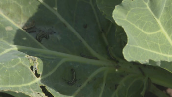 Фотография к новости: СҚО-да шабындық көбелегі көбейіп кетті