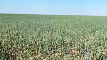 Фотография к новости: Шегіртке мәселесі: АШМ басшысы ағымдағы проблемалық мәселелерді талқылады