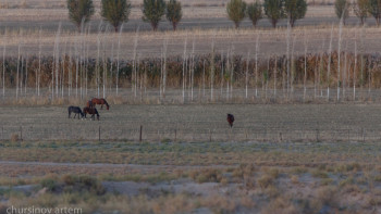 Фотография к новости: Павлодарда бір жылда жайылым тапшылығы екі есе азайған