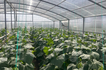 Фотография к новости: Ақтөбеліктер «Ауыл аманатына» белсенді қатысып жатыр ма?