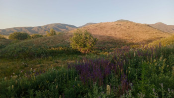 Фотография к новости: Жетісуда өрттен келген шығын көп