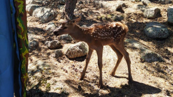 Фотография к новости: Өрт сөндірушілер Бурабайдағы орман өрті кезінде маралдың төлін құтқарды