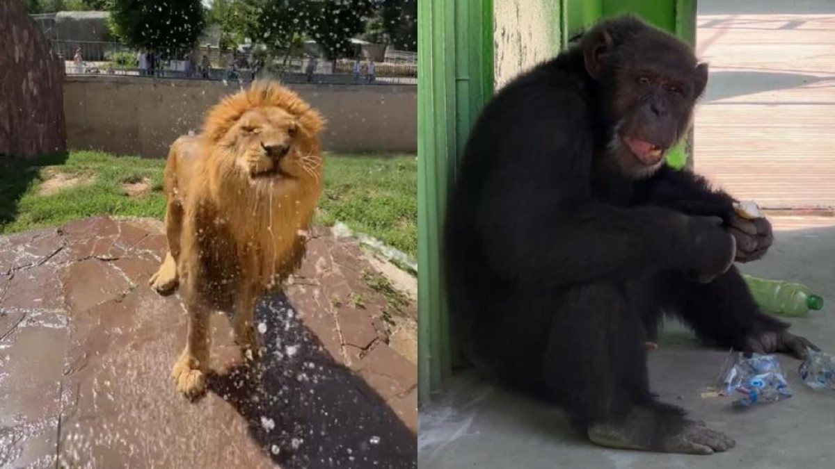 Алматы хайуанаттар бағы: Арыстанға арналған душ, шимпанзеге балмұздақ