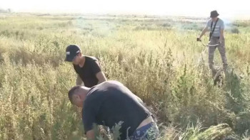 Фотография к новости: Қызылорда облысында есірткі өсірген 23 адам қолға түсті