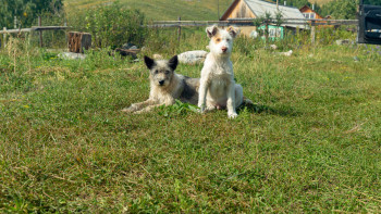 Фотография к новости: Павлодар облысында құтырма жұқтыру деректері тіркелді