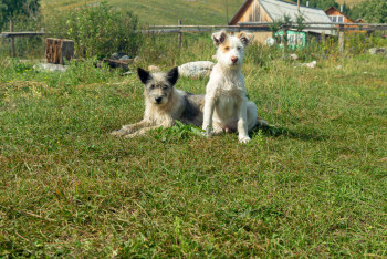 Павлодар облысында құтырма жұқтыру деректері тіркелді