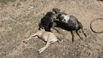 Фотография к новости: Екібастұздағы дала өртінен шаруа қожалығының ұсақ малдары тірідей жанып кетті